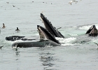 CapeCodb (11)  Cape Cod whales feeding